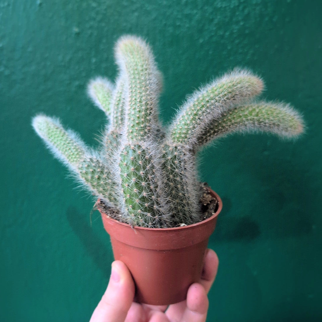 Cleistocactus colademononis syn. Hildewinteria colademononis (Monkey Tail Cactus)