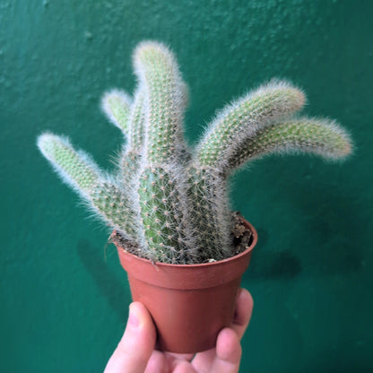 Cleistocactus colademononis syn. Hildewinteria colademononis (Monkey Tail Cactus)