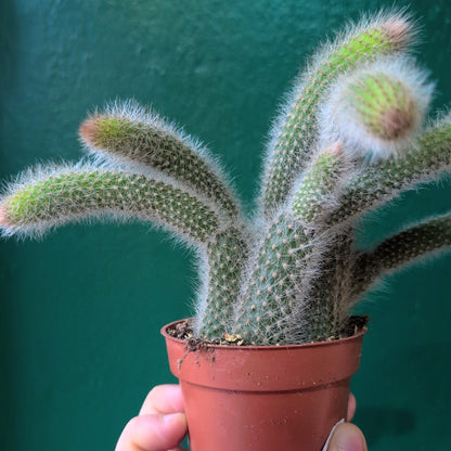 Cleistocactus colademononis syn. Hildewinteria colademononis (Monkey Tail Cactus)