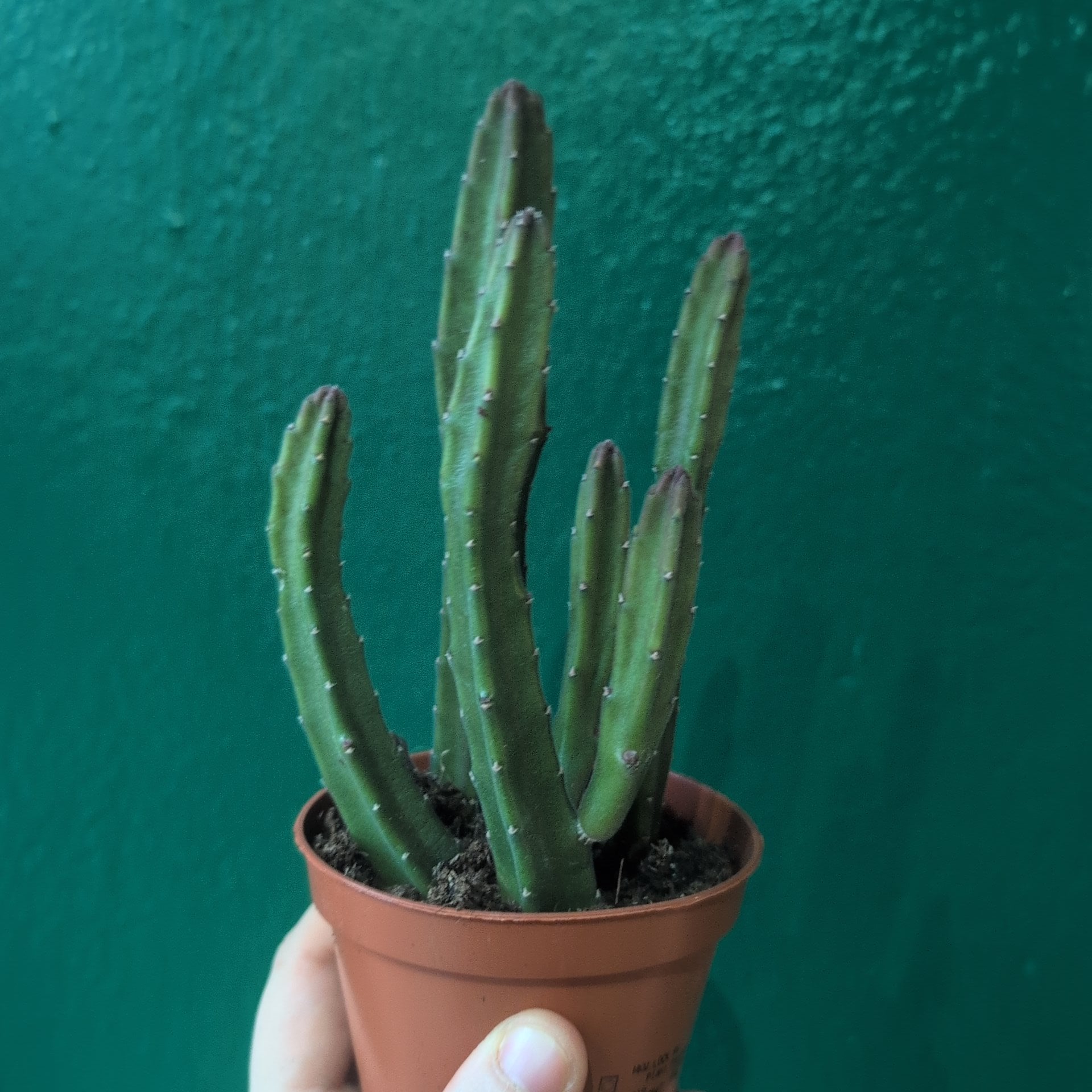 Stapelia leendertziae (Carrion Flower)