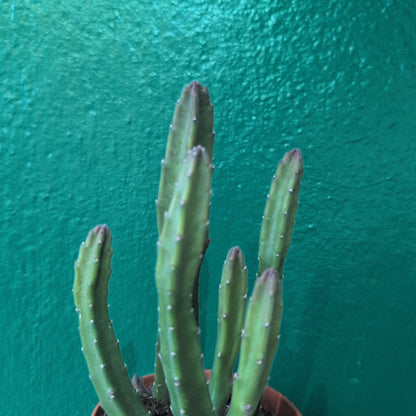 Stapelia leendertziae (Carrion Flower)