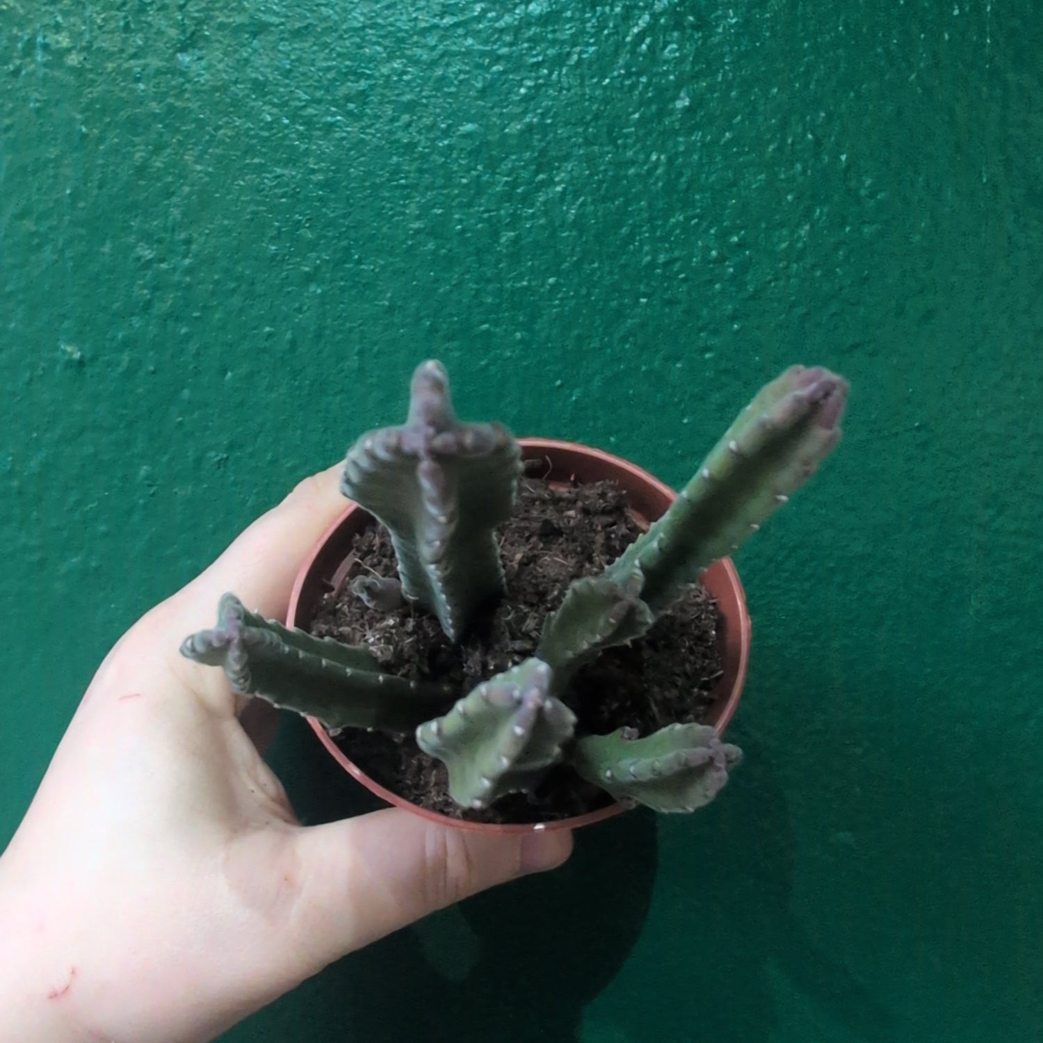 Stapelia leendertziae (Carrion Flower)