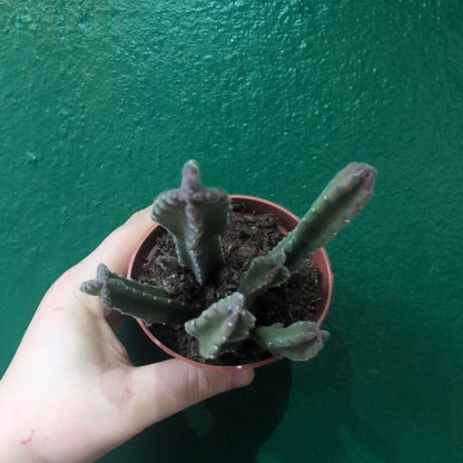 Stapelia leendertziae (Carrion Flower)