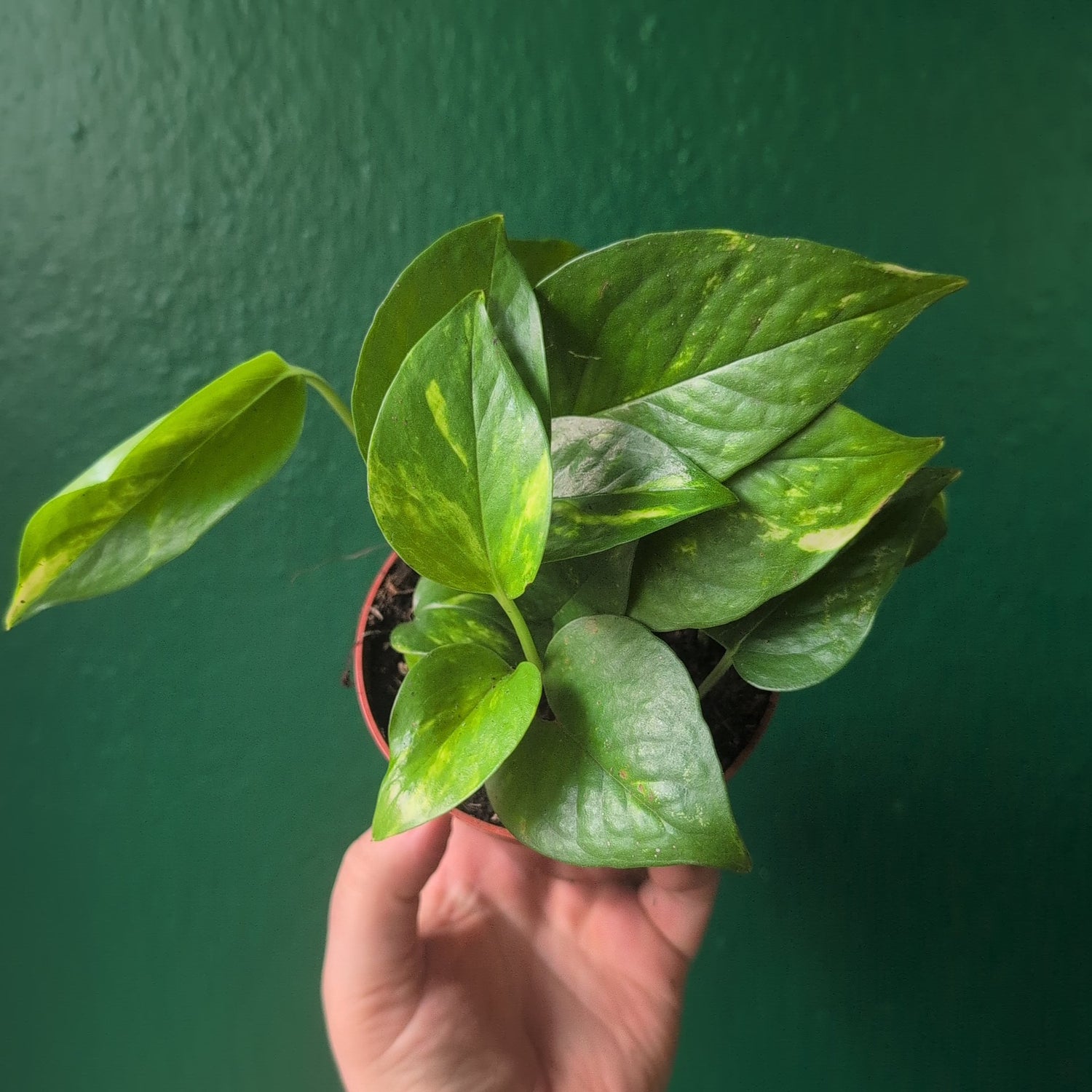 Epipremnum aureum (Golden Pothos/Devils Ivy)