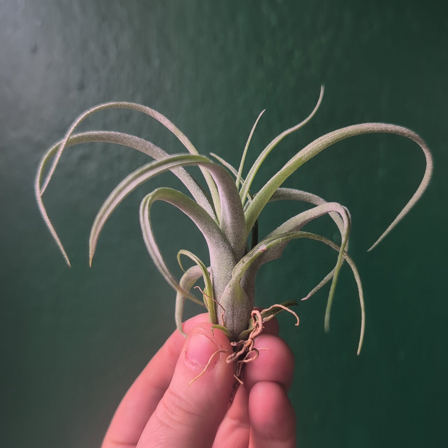 Tillandsia &