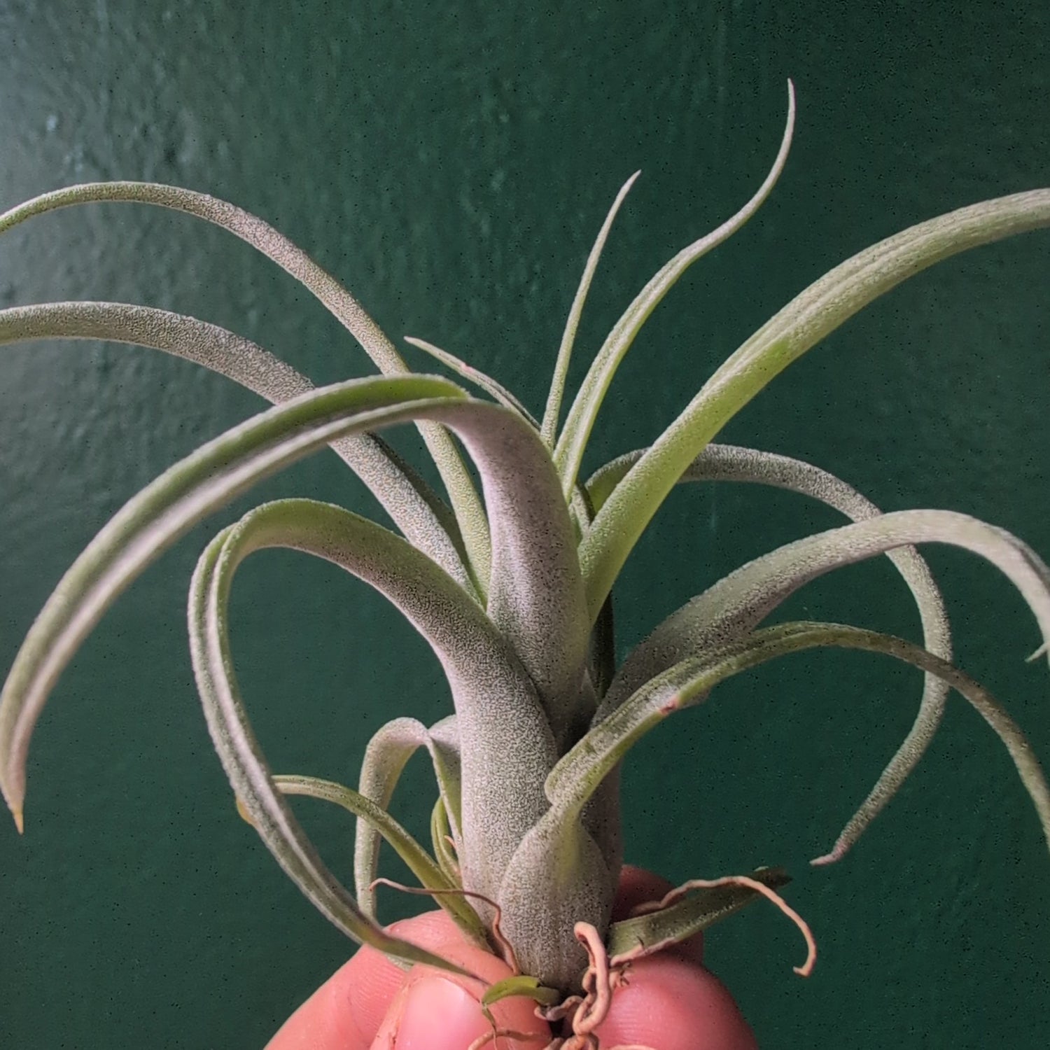 Tillandsia &