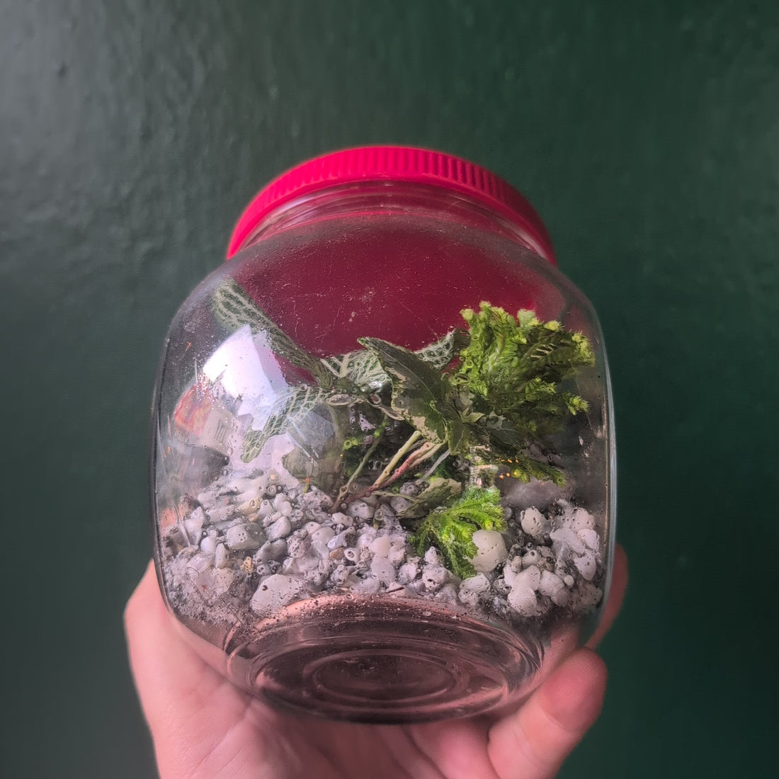 Vintage Sweet Jar Terrariums
