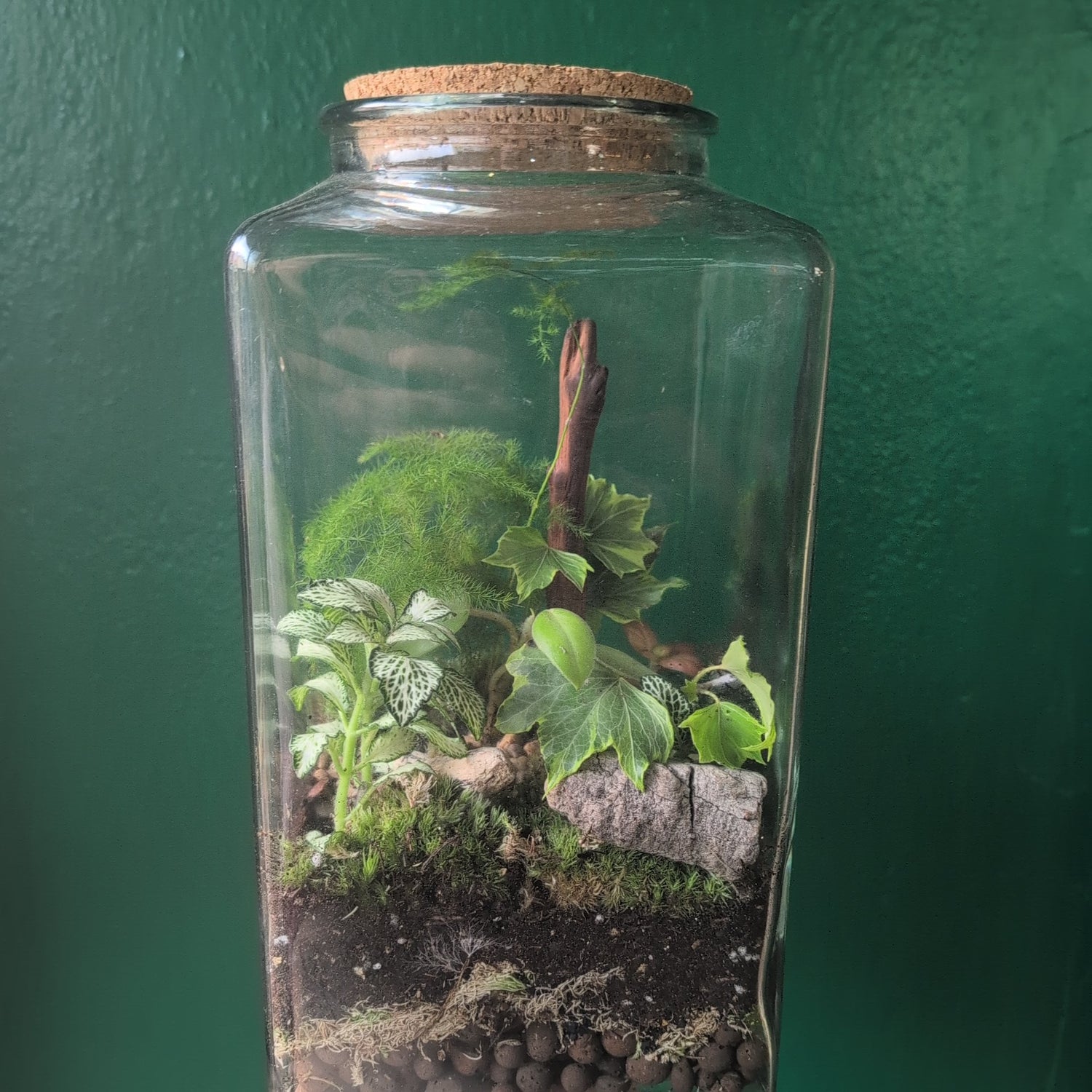 Cuboid Terrarium