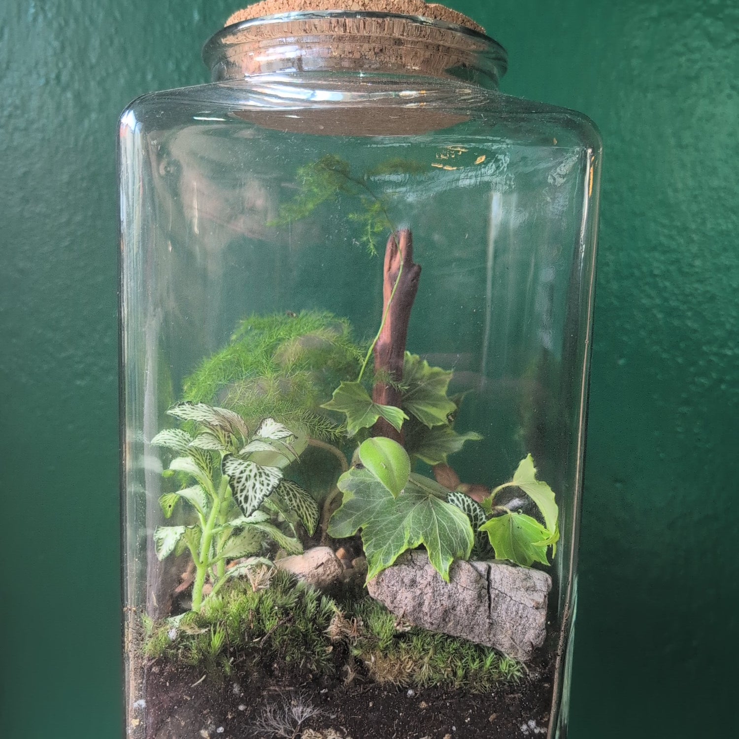 Cuboid Terrarium