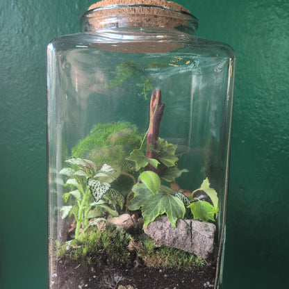 Cuboid Terrarium
