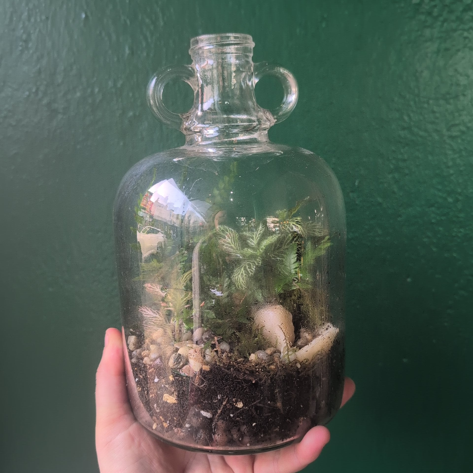 Demijohn Terrariums