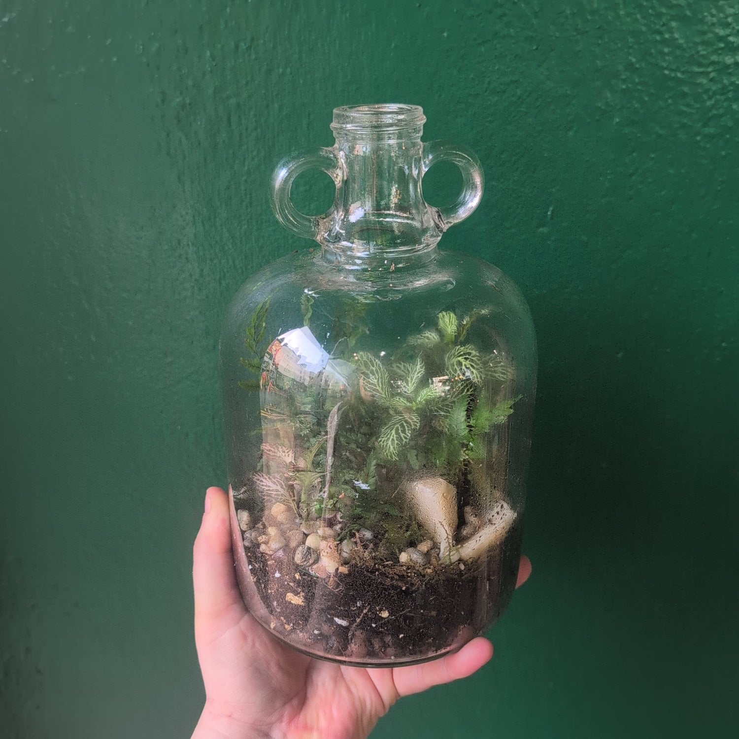 Demijohn Terrariums