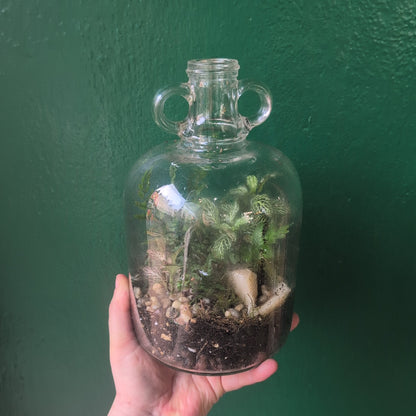 Demijohn Terrariums