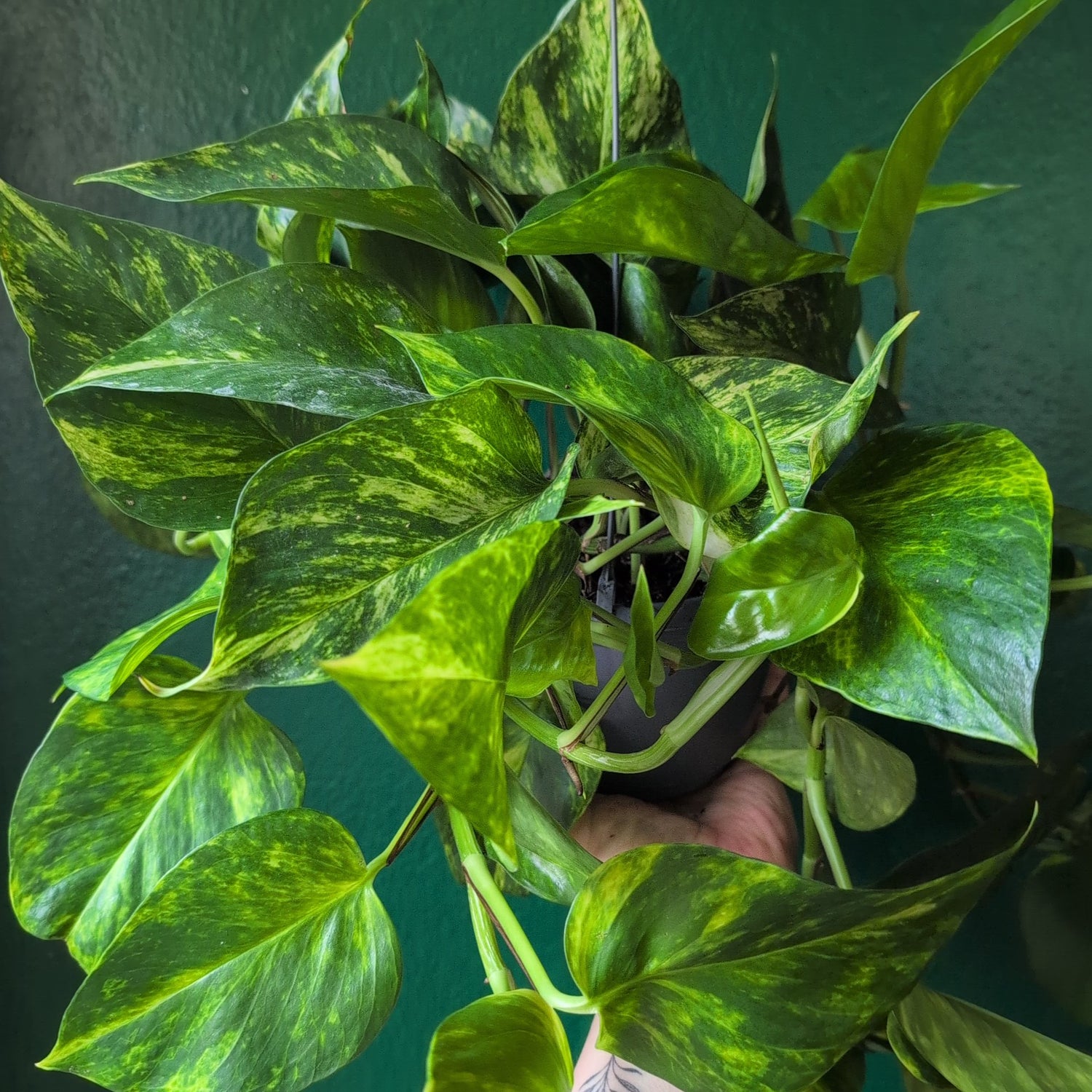 Epipremnum aureum &