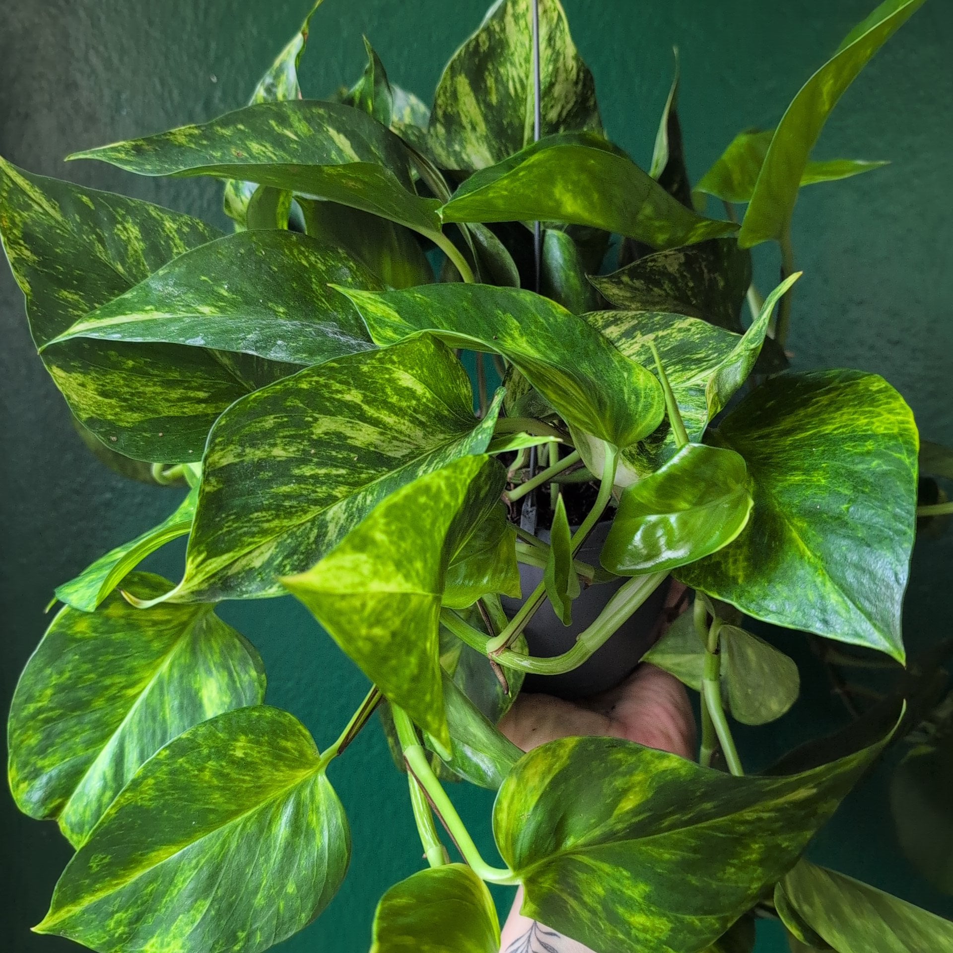 Epipremnum aureum &