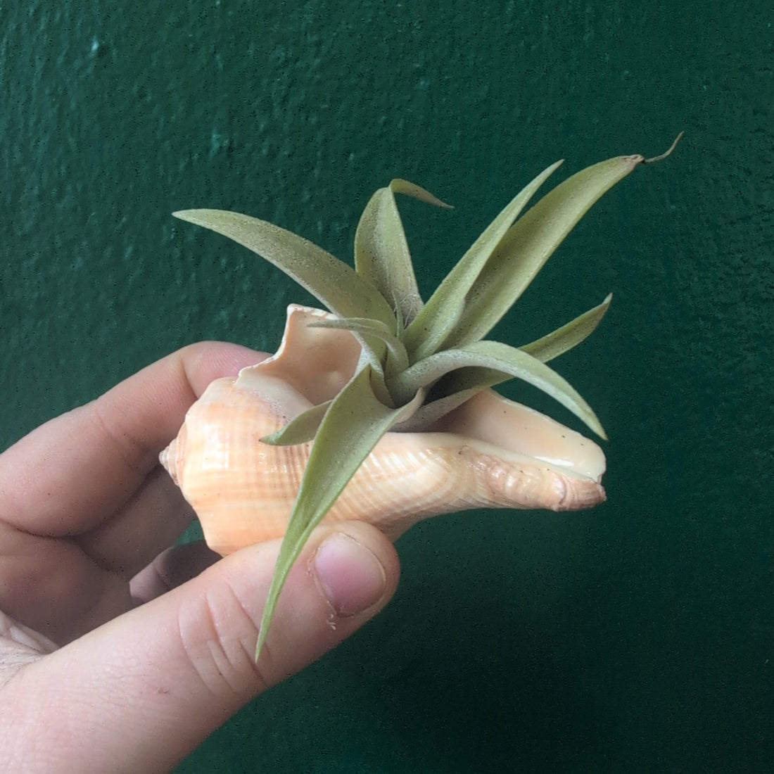 Tillandsia (Air Plant) in Channeled Whelk (Busycotypus canaliculatus) Shell