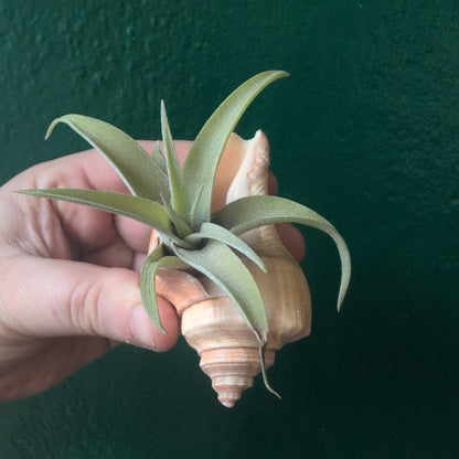 Tillandsia (Air Plant) in Channeled Whelk (Busycotypus canaliculatus) Shell