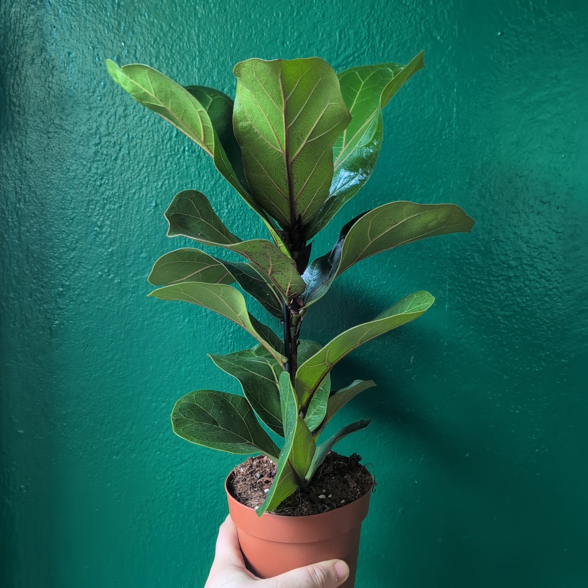 Ficus lyrata &