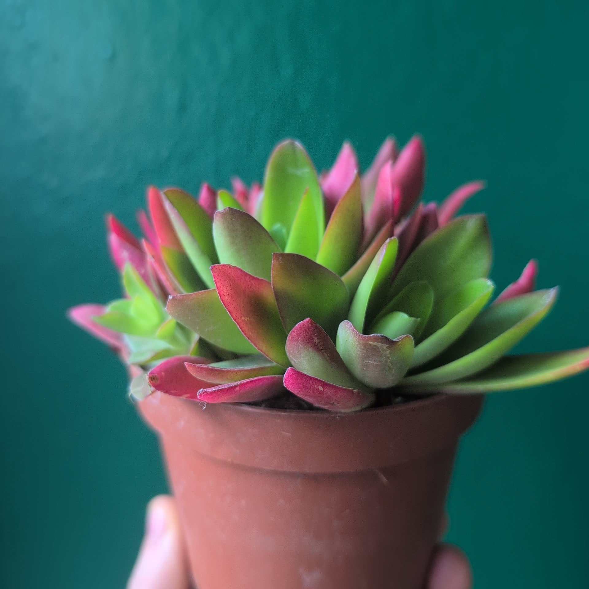 Crassula capitella varieties