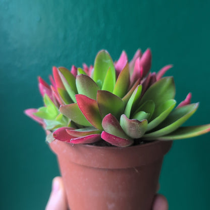 Crassula capitella varieties