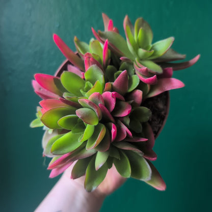 Crassula capitella varieties