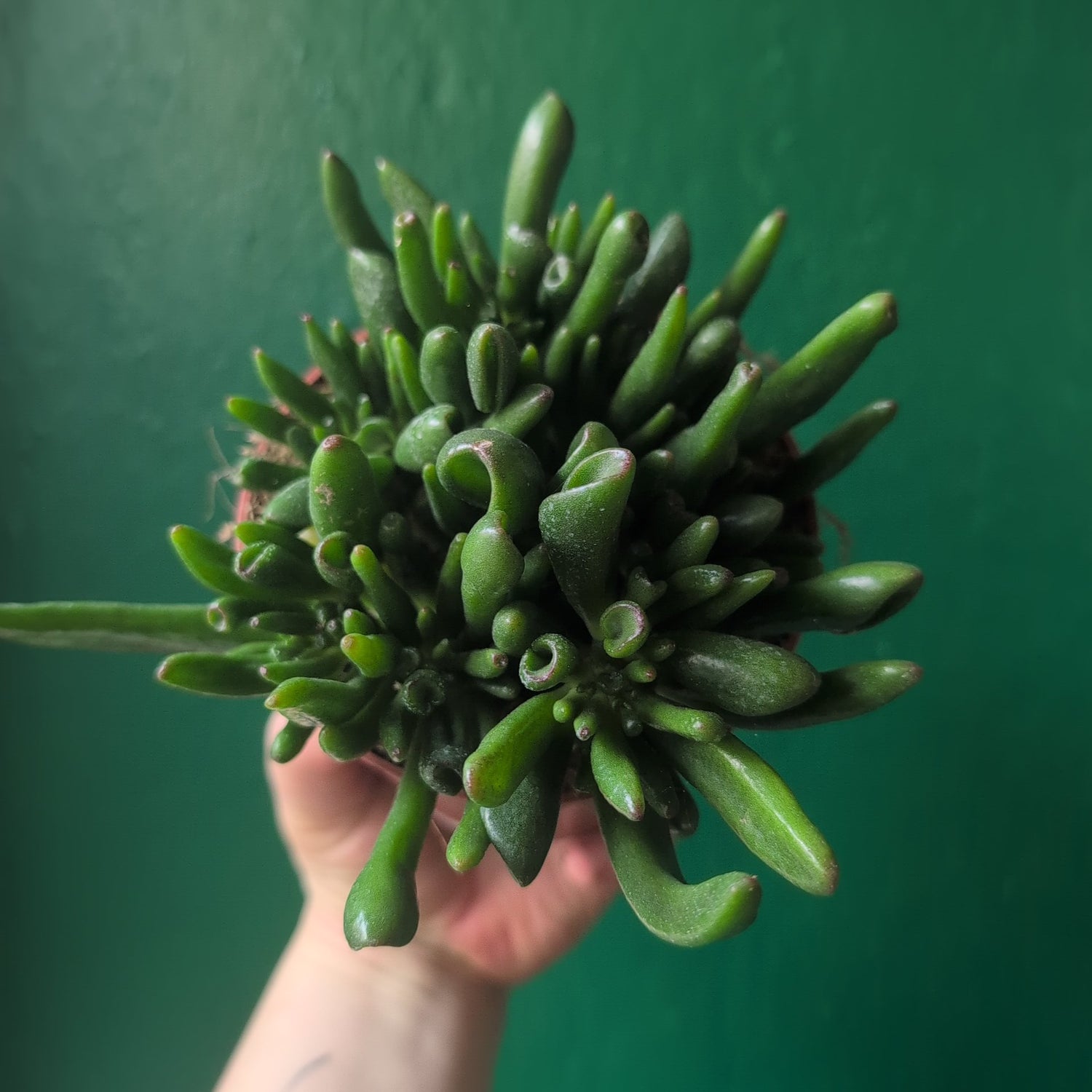 Crassula ovata &