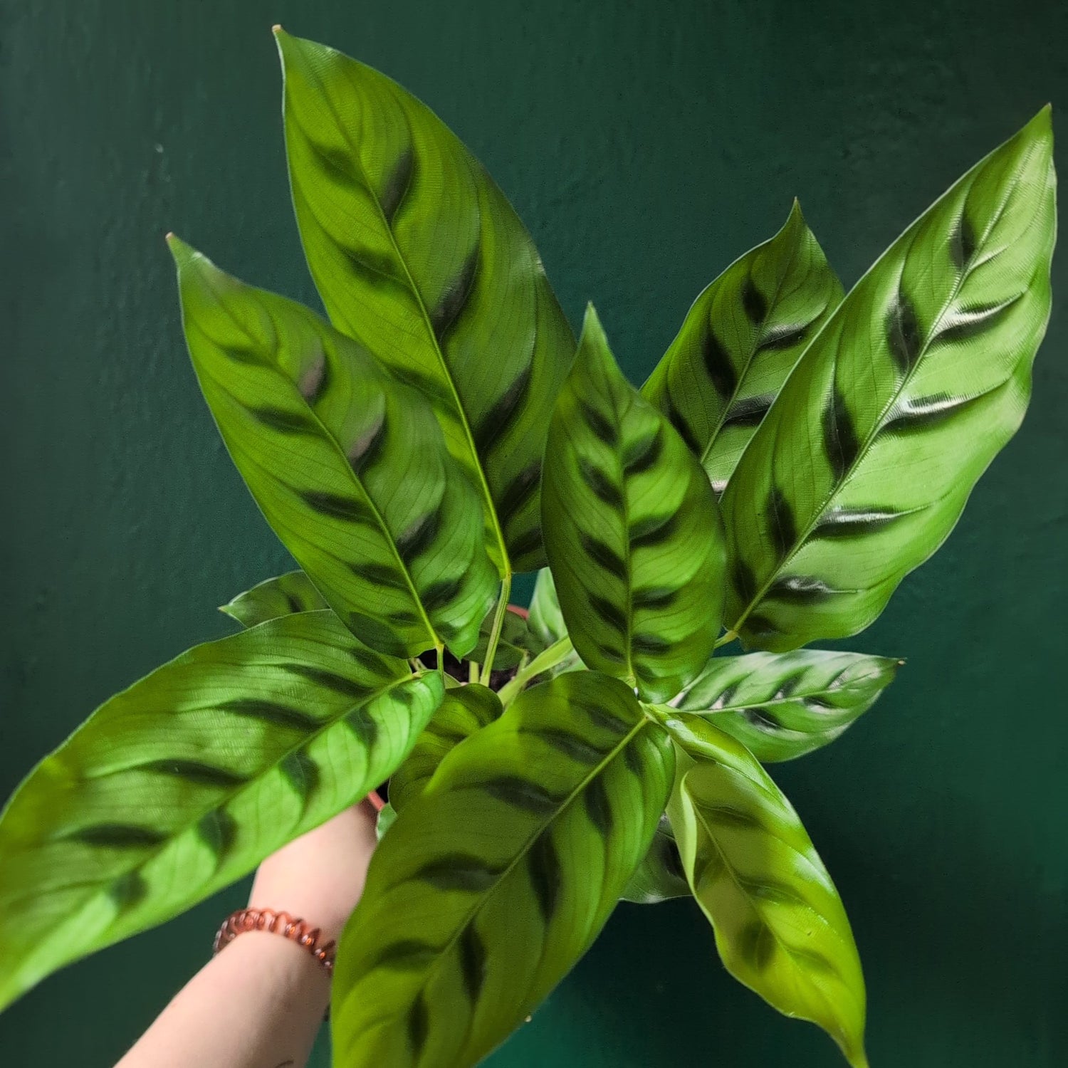 Goeppertia concinna syn. Calathea leopadina &