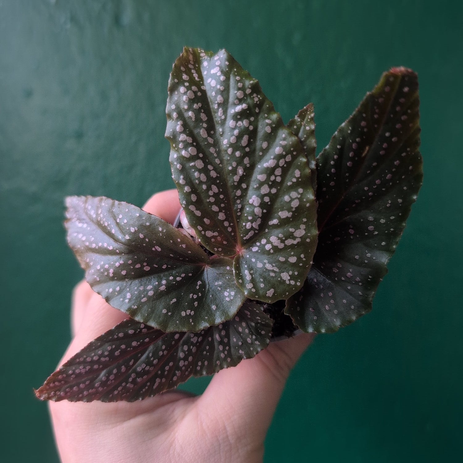 Angel Wing Begonias