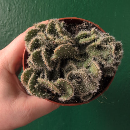 Opuntia cylindrica cristata (Crested Eve’s Needle Cactus)