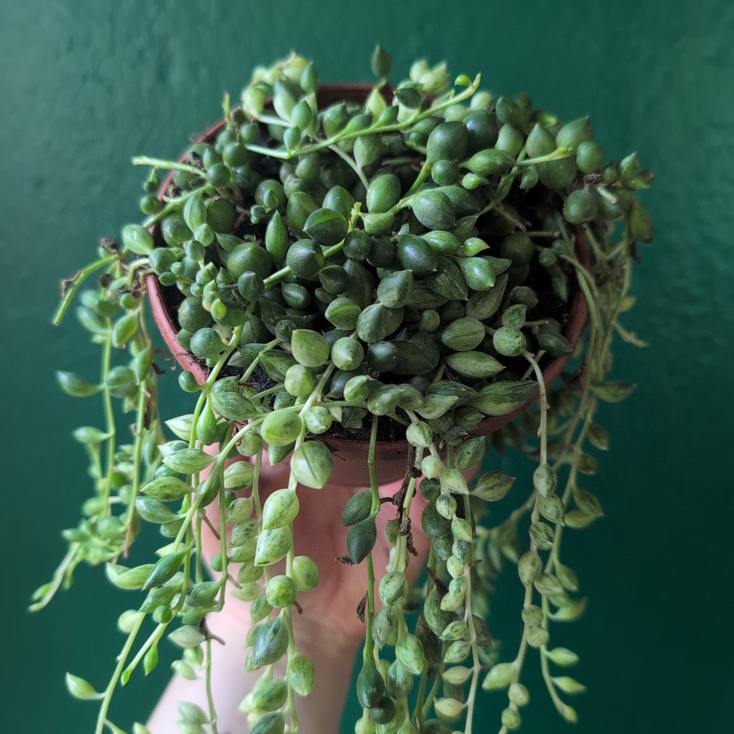Curio variegated herreianus syn. Senecio variegated herreianus (String of pearls/ Succulent) in hanging pot (Copy)