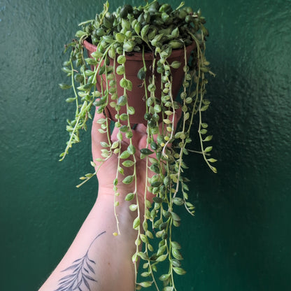 Curio variegated herreianus syn. Senecio variegated herreianus (String of pearls/ Succulent) in hanging pot (Copy)