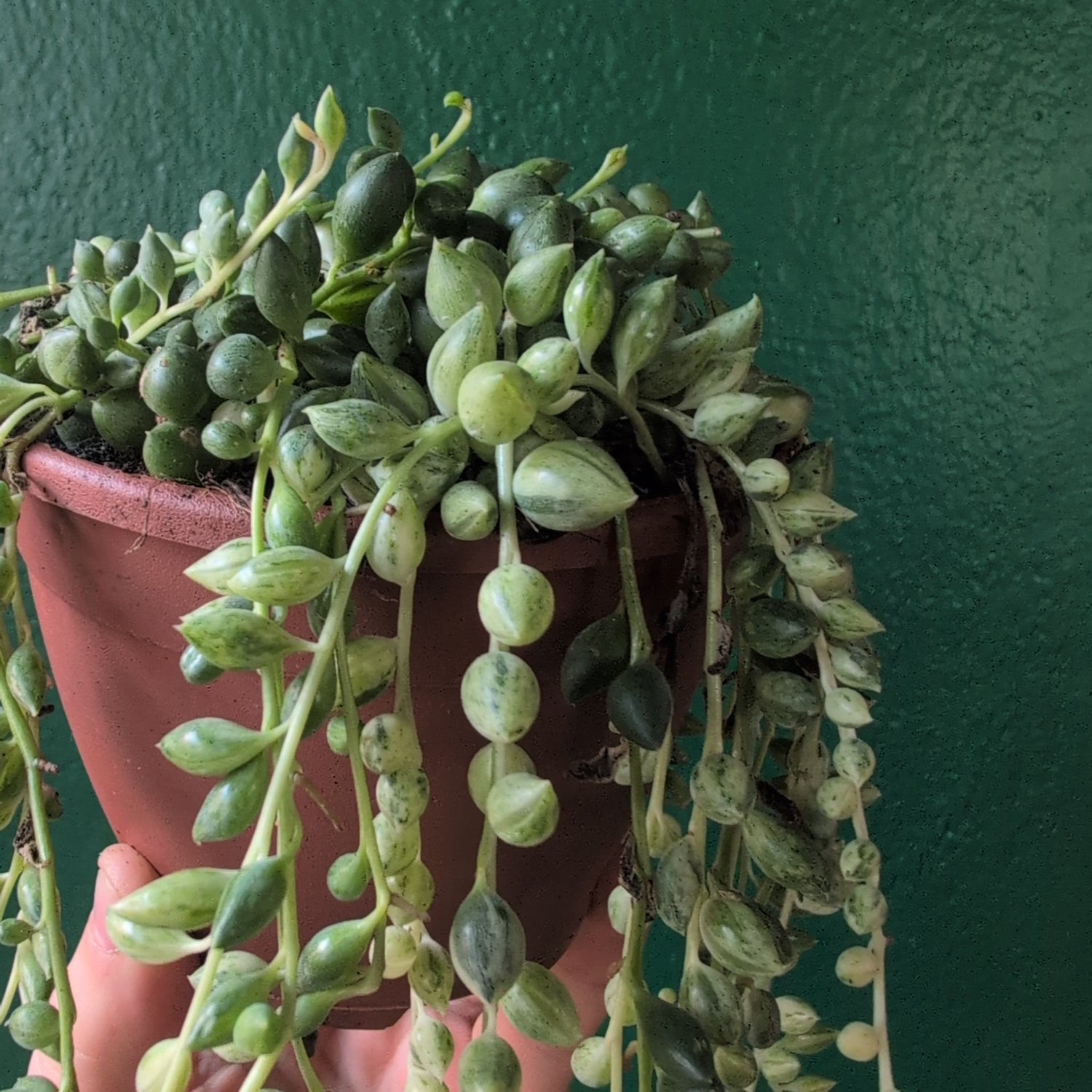 Curio variegated herreianus syn. Senecio variegated herreianus (String of pearls/ Succulent) in hanging pot (Copy)