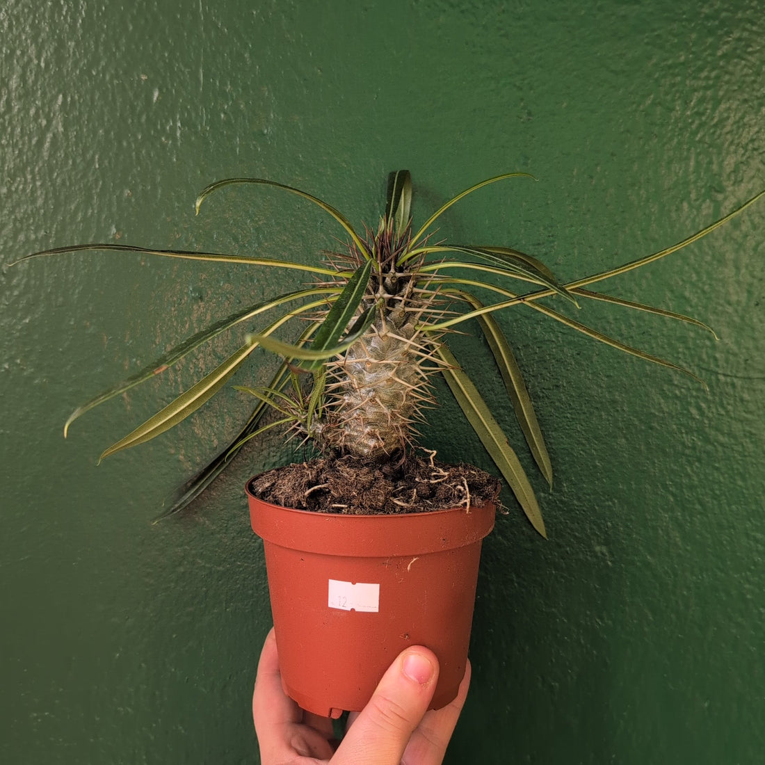 Pachypodium lamerei (Madagascar palm/ Succulent tree)
