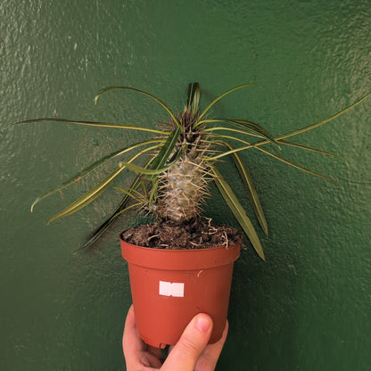 Pachypodium lamerei (Madagascar palm/ Succulent tree)
