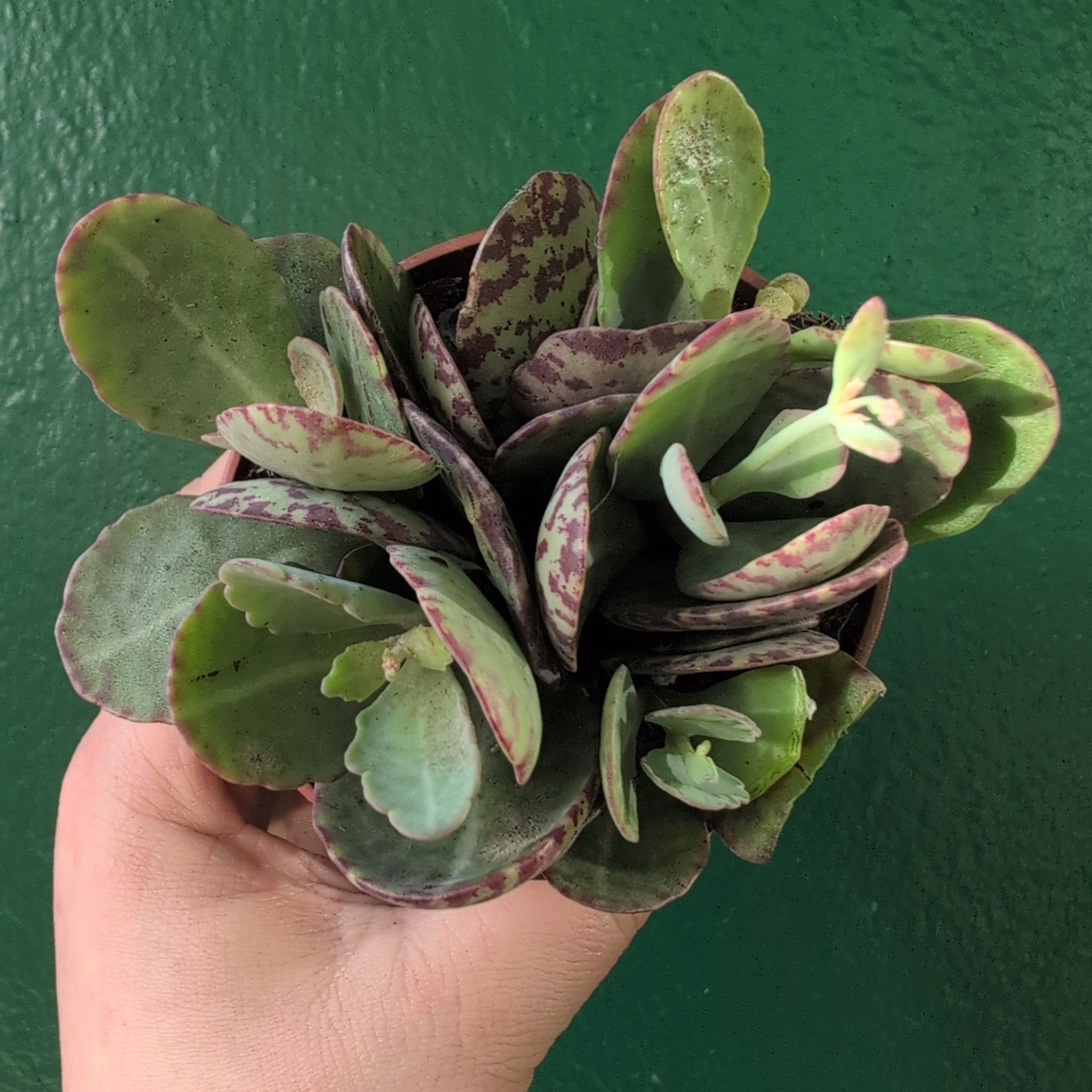 Kalanchoe marmorata (Leopard Plant)
