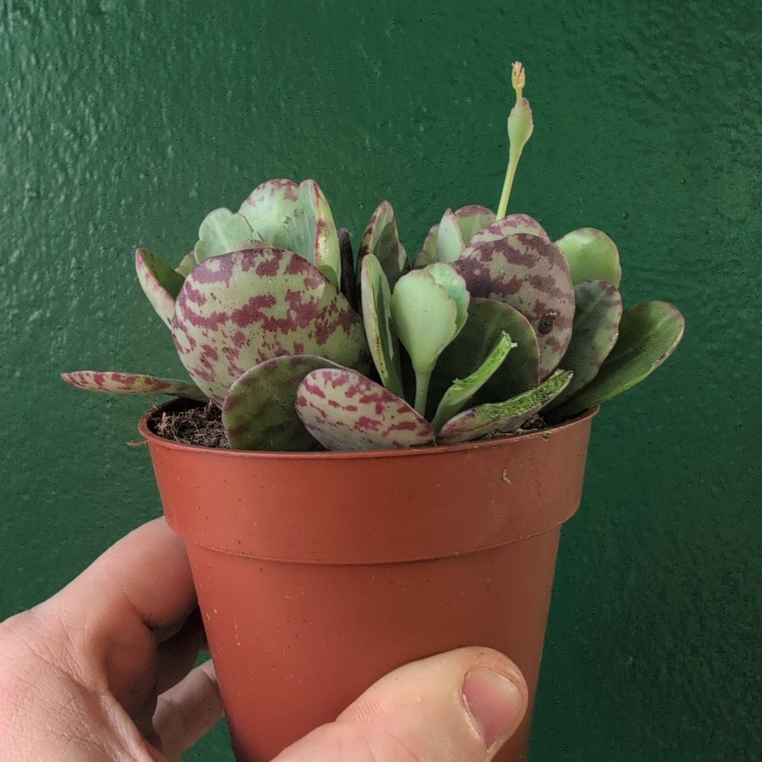 Kalanchoe marmorata (Leopard Plant)