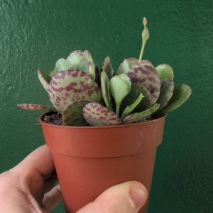 Kalanchoe marmorata (Leopard Plant)