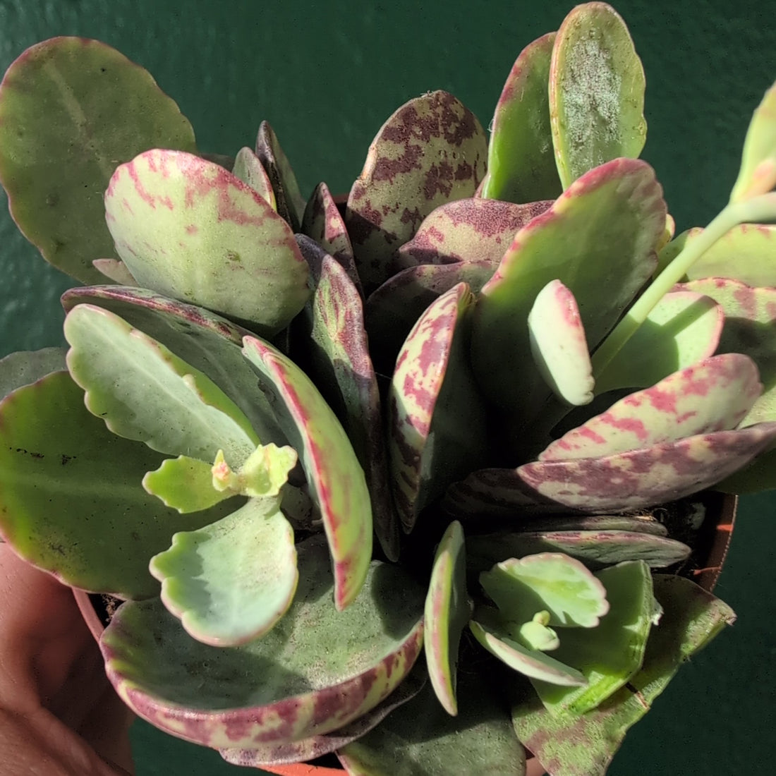 Kalanchoe marmorata (Leopard Plant)