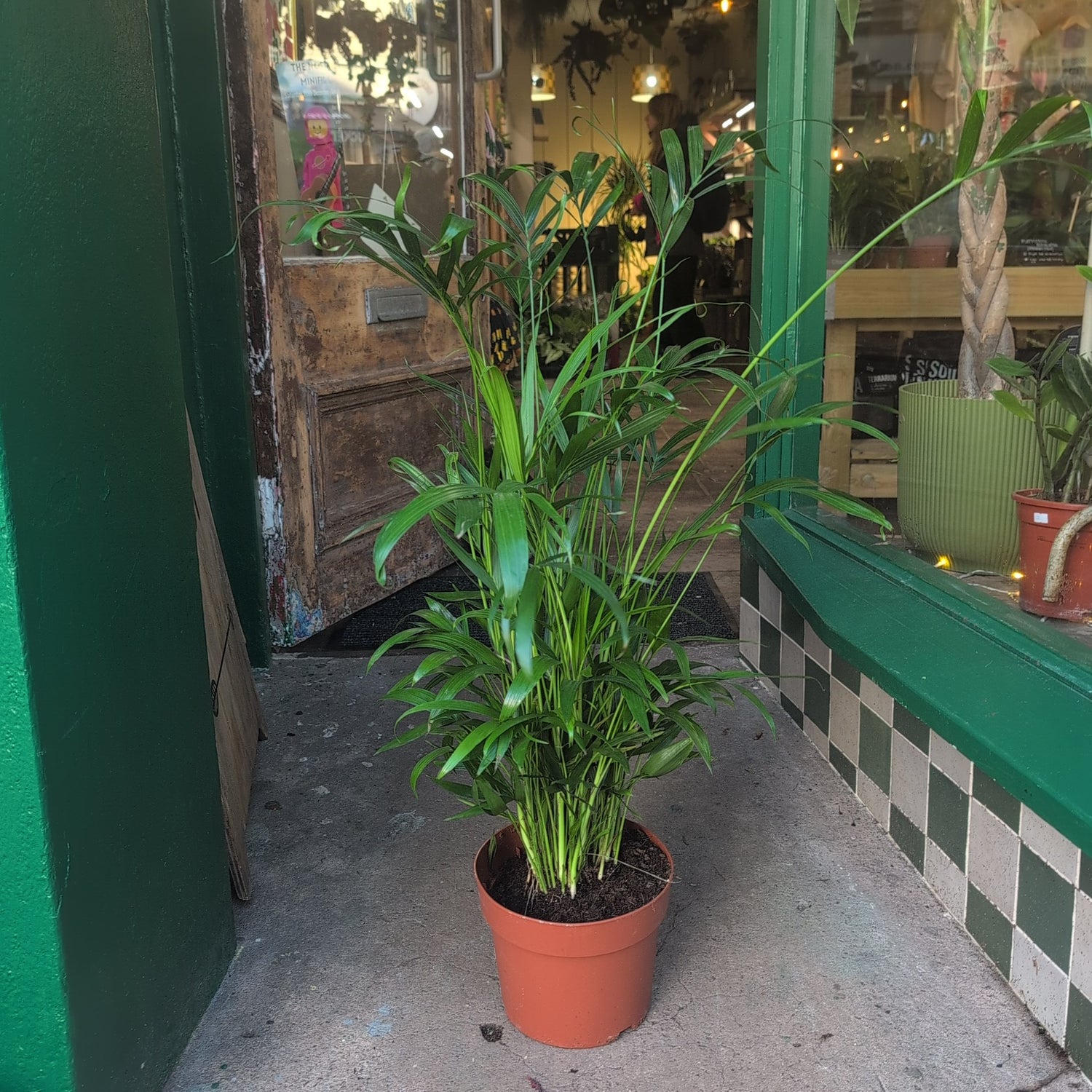 Chamaedorea elegans (Parlour palm)- Various Sizes