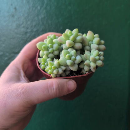 Sedum morganianum &