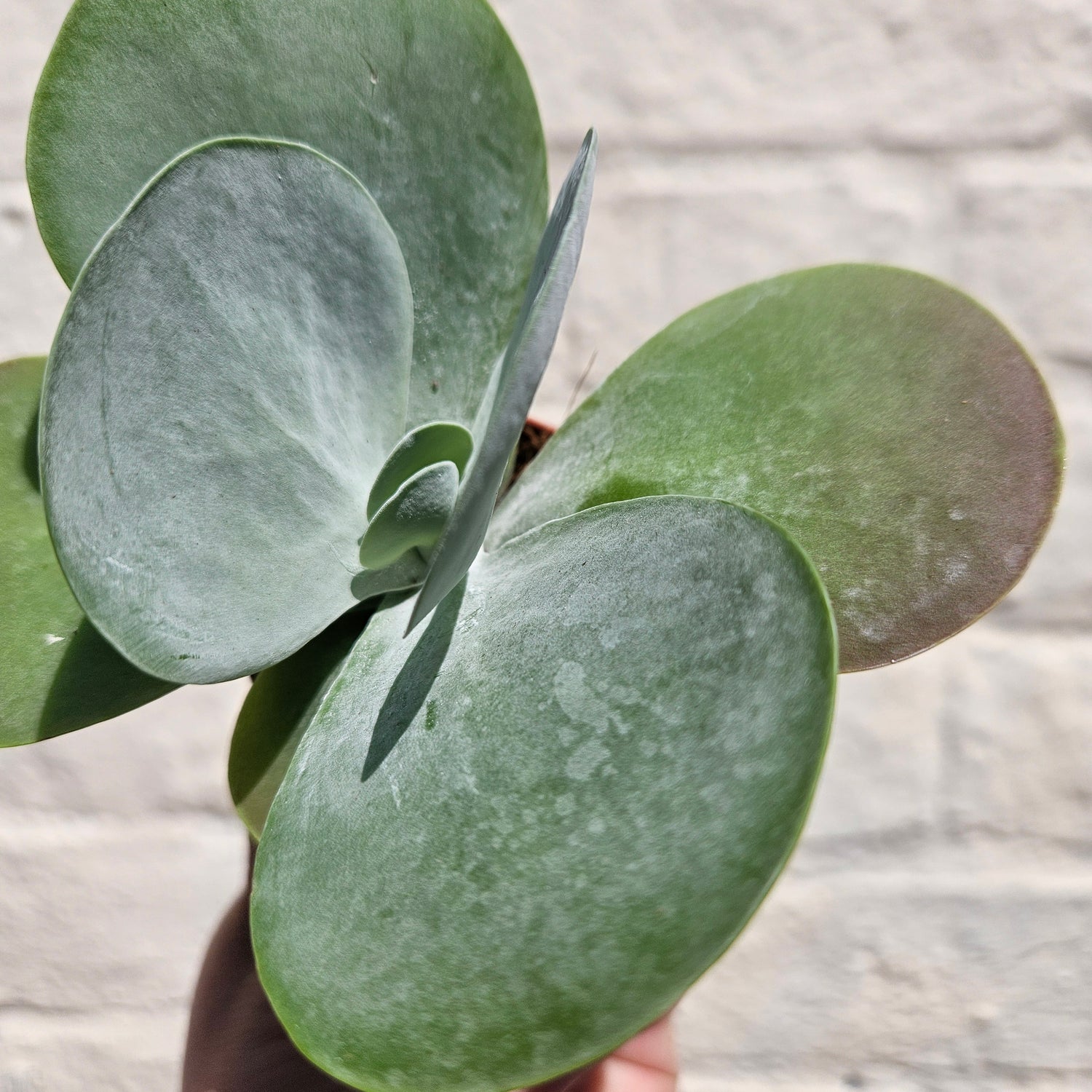 Kalanchoe thyrsiflora &