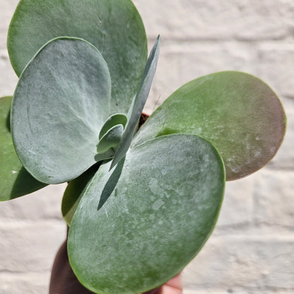 Kalanchoe thyrsiflora &