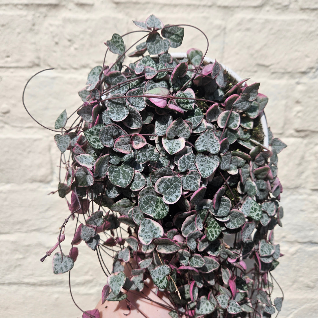 Ceropegia woodii (Variegated String of Hearts/ Rosary Vine)