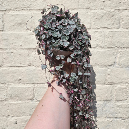Ceropegia woodii (Variegated String of Hearts/ Rosary Vine)
