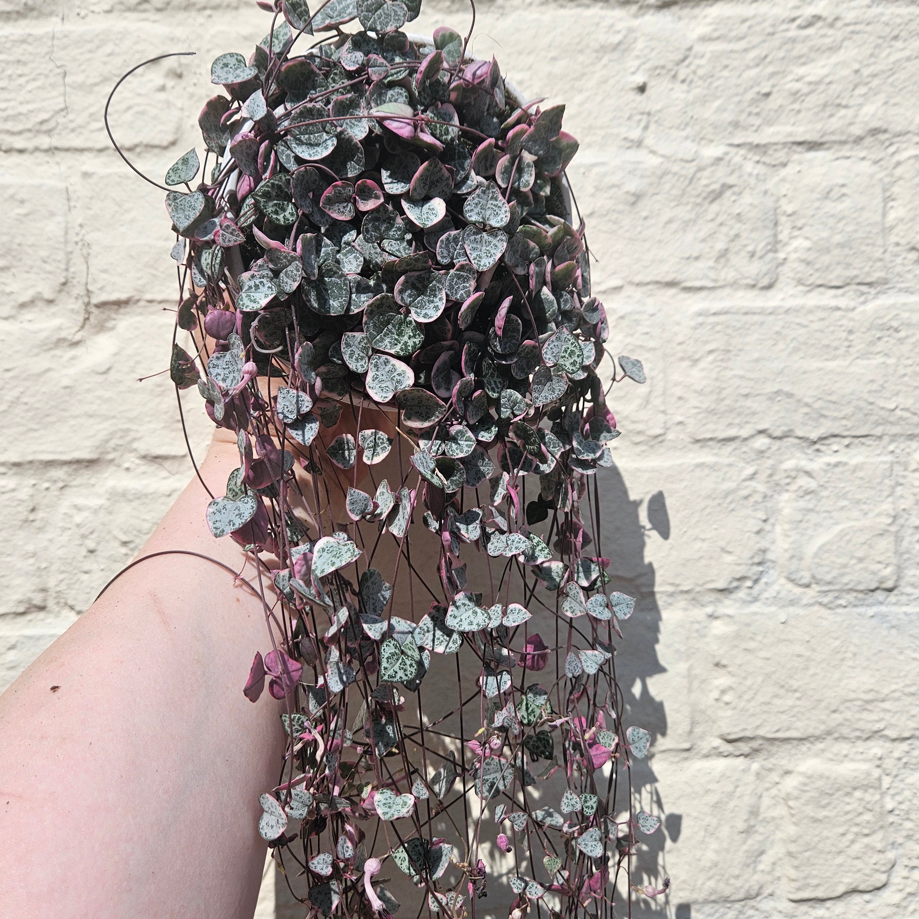 Ceropegia woodii (Variegated String of Hearts/ Rosary Vine)