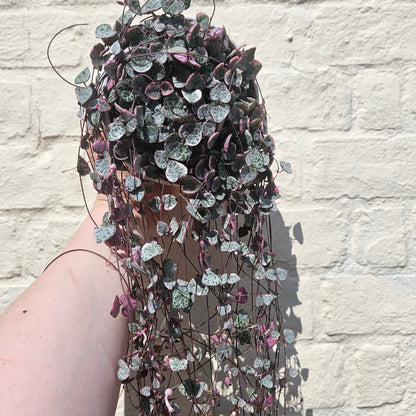 Ceropegia woodii (Variegated String of Hearts/ Rosary Vine)