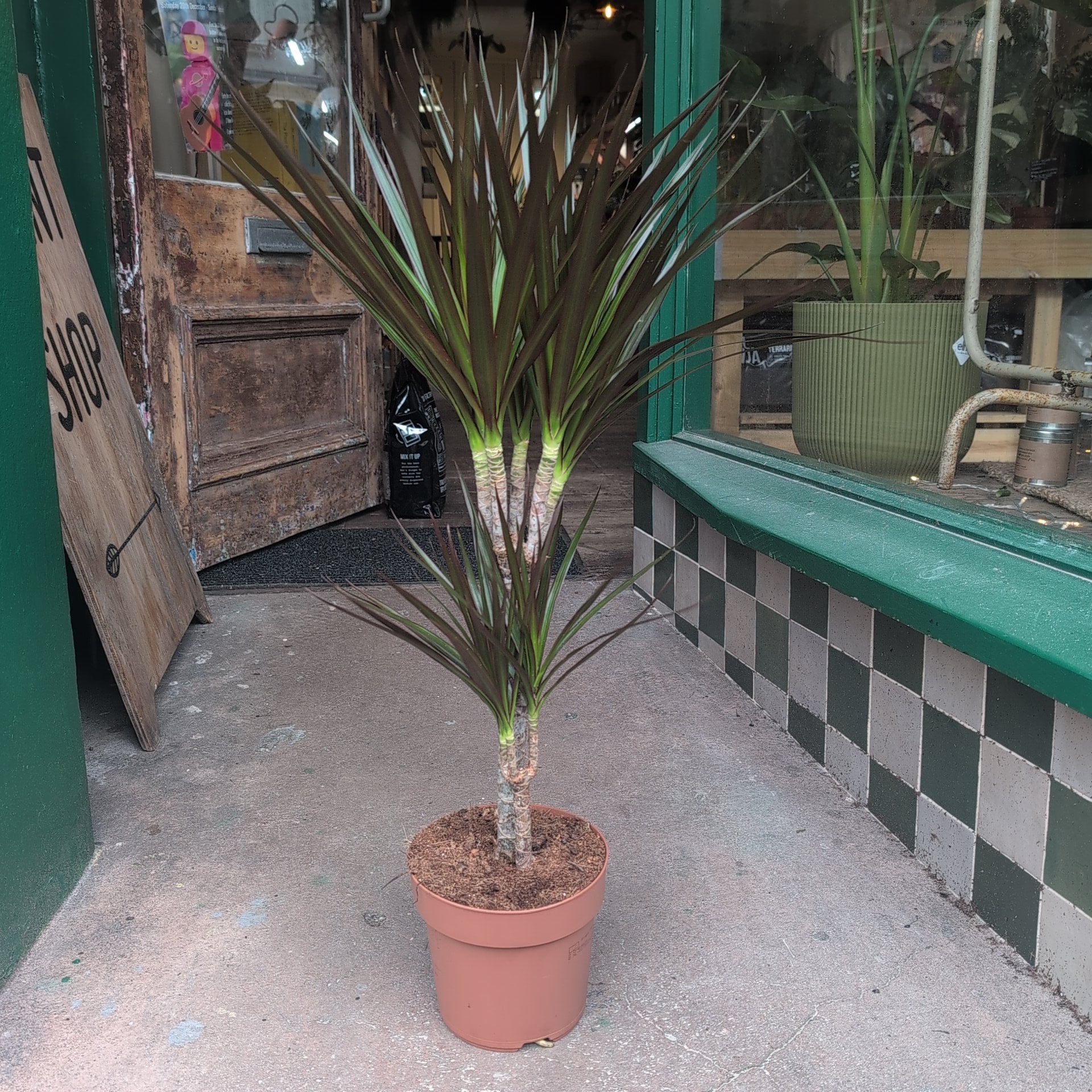 Dracaena Marginata (Dragon Tree)