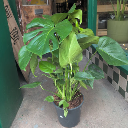 Monstera deliciosa (Swiss Cheese Plant)