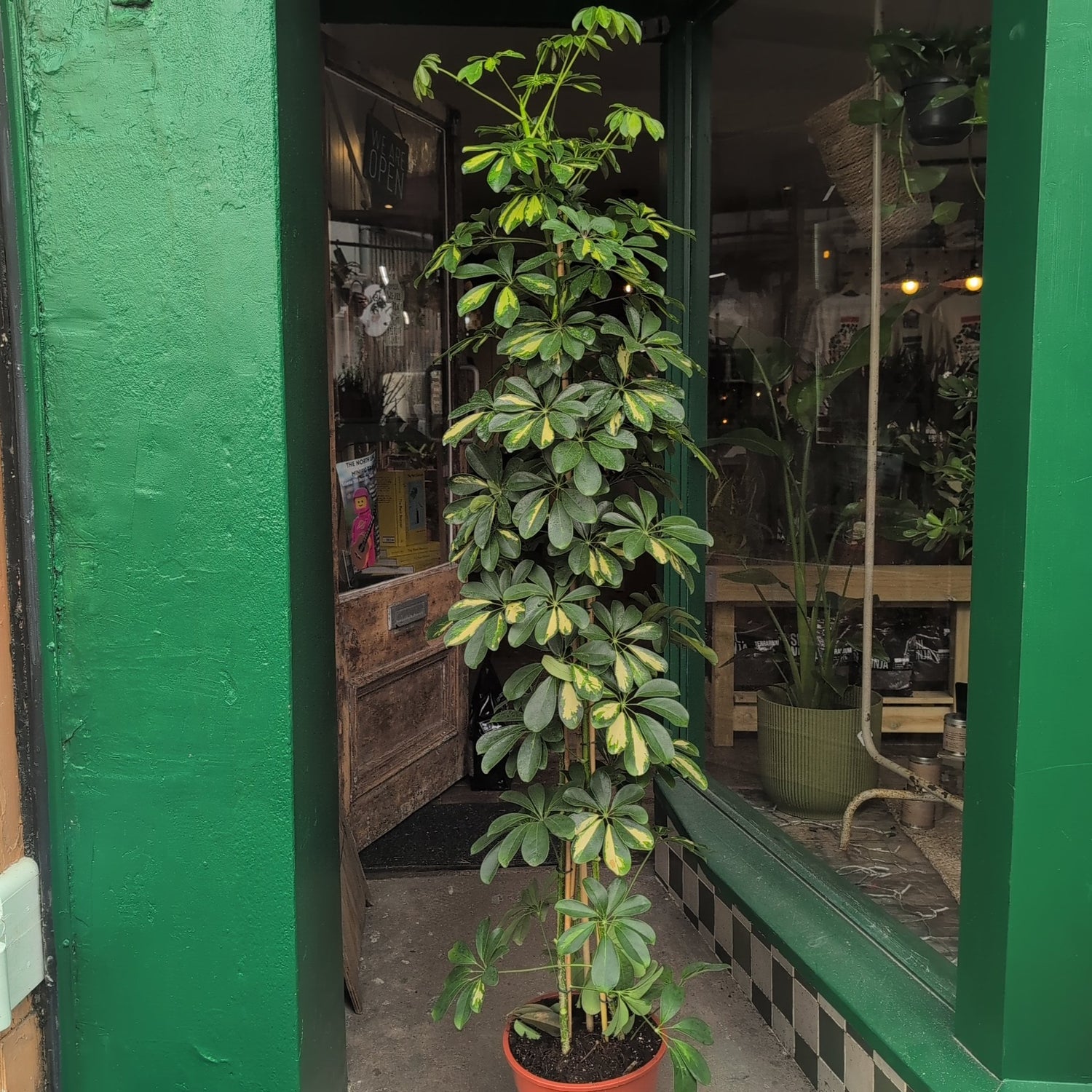 Schefflera arboricola &