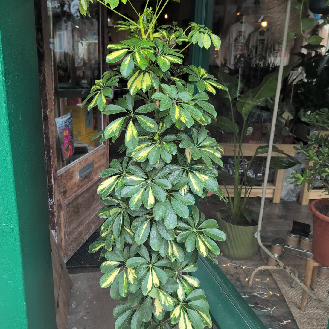 Schefflera arboricola &